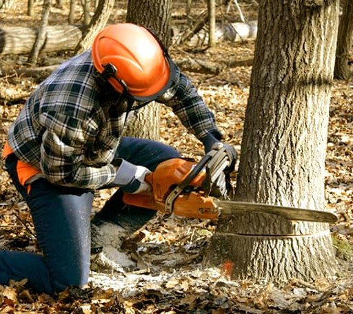 Tree Removal in Hudson, KS